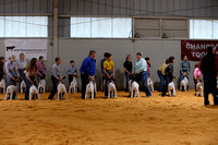 Sandhills 2024 Class 1 Goats