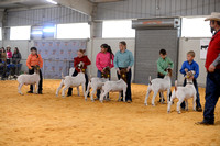 Sandhills 2024 Showmanship Goats